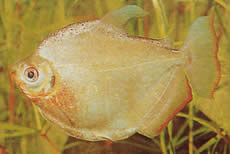 Mylossoma duriventre (Pacou-meule, sølv myleus)