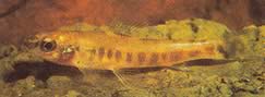Nannocharax macropterus Afrikansk tetra-flayete med store finner