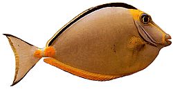 Naso lituratus (Nasal Orange Spurs)