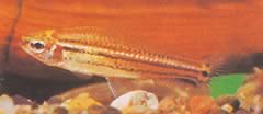Neolebias trilineatus Afrikansk Characin med tre band
