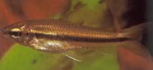 Neolebias unifasciatus Black Neolebias, afrikansk characin til et band