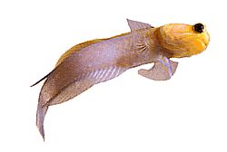 Opistognathus aurifrons (Opistognathe foran Doré)