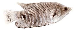 Osphronemus goramy (Giant Gourami)