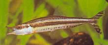 Paraphago rostratus Stripet Phago