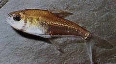 Phenacogaster megalostictus Stort flekkglass tetra