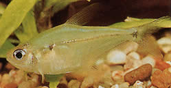 Phenacogaster pectinatus (Pektinatus, gylden band tetra)