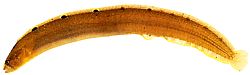 Pholis gunnellus (Gonnelle)