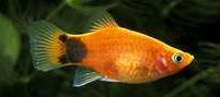 Platy mickey mouse