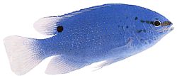 Pomacentrus caeruleus Blågrønn dame