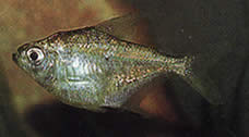 Poptella longipinnis Lange finner tetra