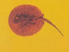 Potamotrygon laticeps Réie à aiguillon vanlig