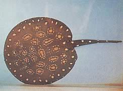 Potamotrygon leopoldi (Leopold ferskvannslinje)