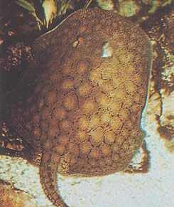 Potamotrygon reticulatus Gjenoppbygget ferskvannslinje