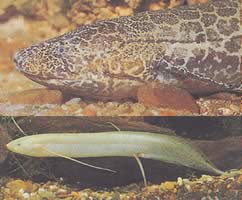 Protopterus aethiopicus aethiopicus Etiopia -protopter