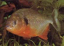 Pygocentrus caribe Scapular Sparanha