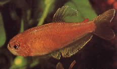 Rachoviscus crassiceps Characin med tykt hode, gylden tetra