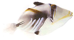 Rhinecanthus aculeatus (Ballist-picasso)