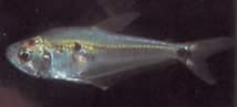 Roeboides dayi (Glass tetra)
