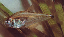 Roeboides paranensis (Hunchback, hodet i bunnen av Paraguay)
