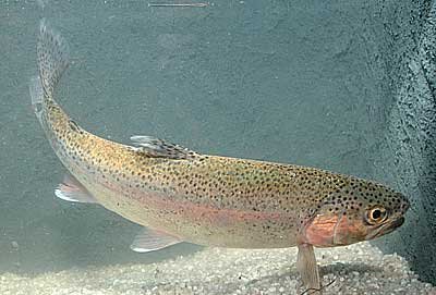 Salmo gairdneri regnbueørret