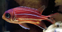 Sargocentron cornutus