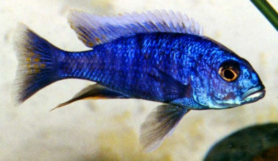 Sciaenochromis fryeri (Ahli)