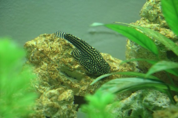 Sewellia Lineolata Loche Leopard