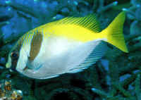 Siganus virgatus (LAGT AMPHACANTH)