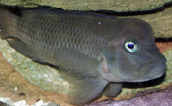 Steatocranus casuarius (Hunchback Head, hjelm cichlid, løvehodet)