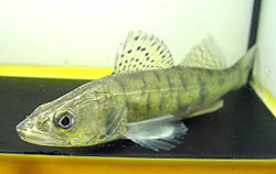 Stizostedion lucioperca (Sorterer)