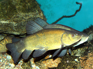 Tinca tinca Vanlig tankskip