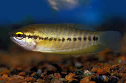 Trichogaster pectoralis