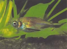 Triportheus rotundatus (Round Crossbow Tetra)