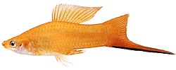 Xiphophorus helleri Skoleholder (Xipho)