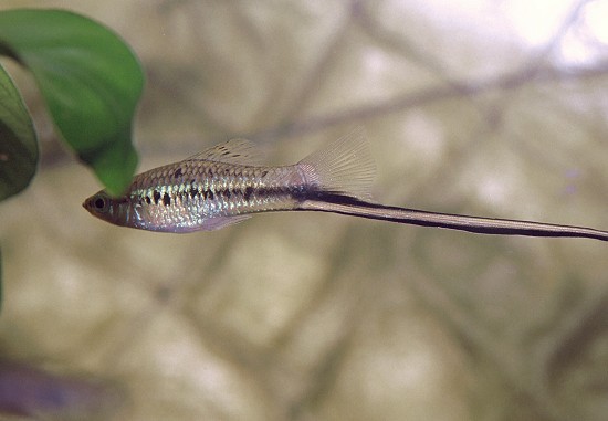 Xiphophorus montezumae Montezuma sverdholder