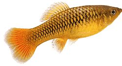 Xiphophorus variatus Platy papegøye