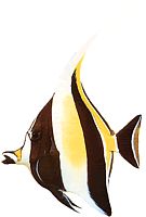 Zanclus canescens (Skiver)